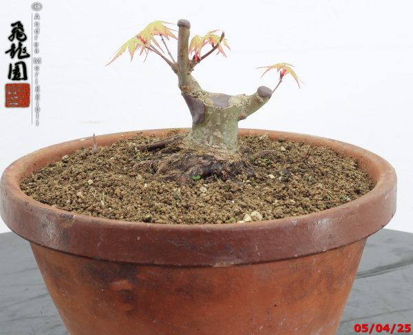 Acer palmatum shohin - immagine 9