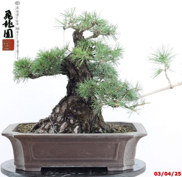 Pinus thunbergii
