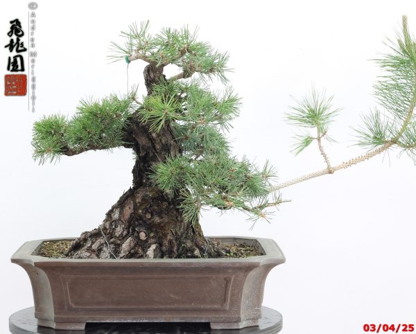 Pinus thunbergii - Image 2