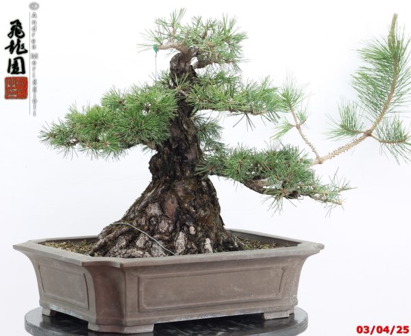 Pinus thunbergii - Image 3