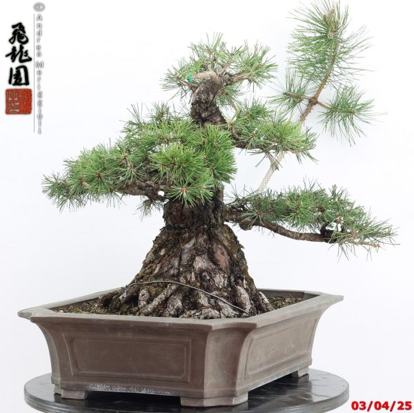 Pinus thunbergii - Image 4