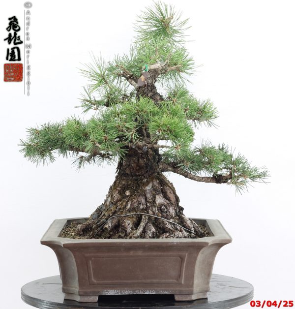 Pinus thunbergii - Image 5
