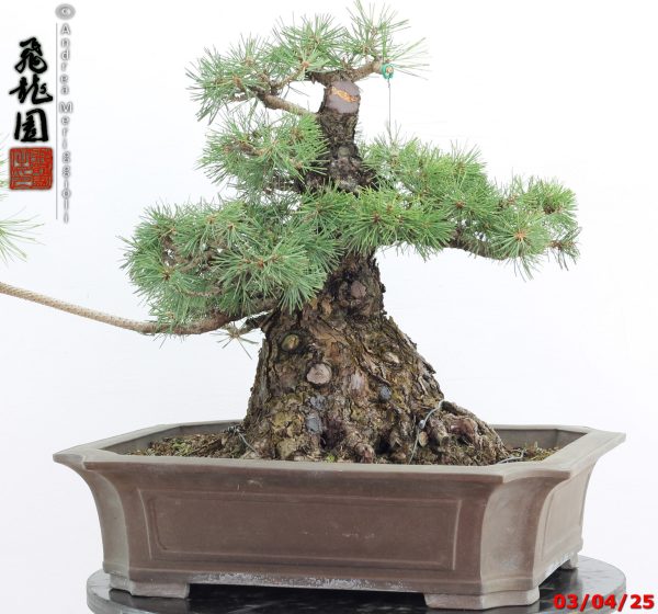 Pinus thunbergii - Image 6