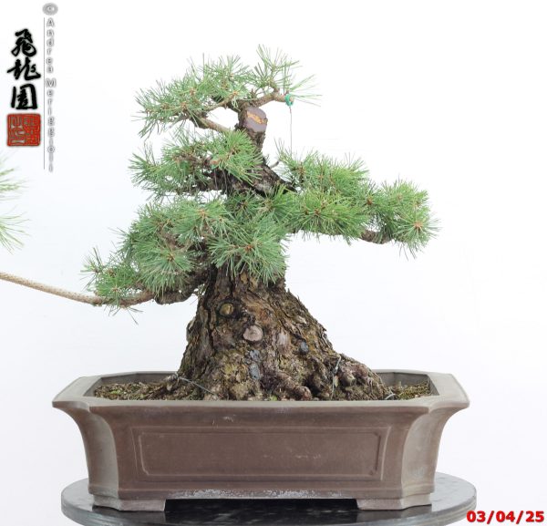 Pinus thunbergii - Image 7