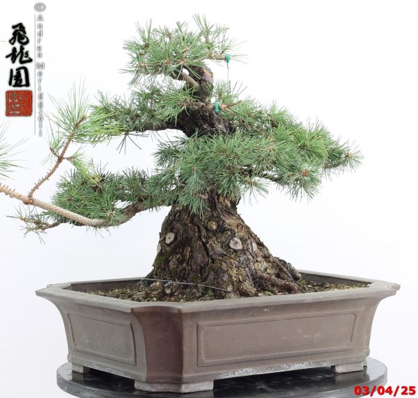 Pinus thunbergii - Image 8