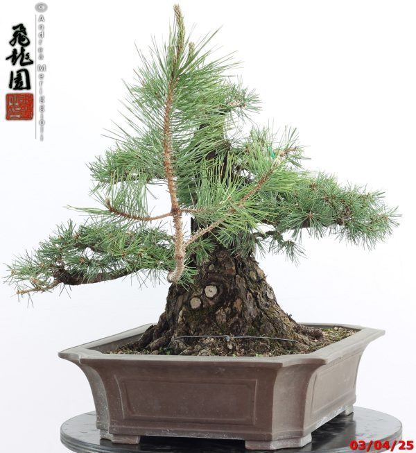 Pinus thunbergii - Image 9