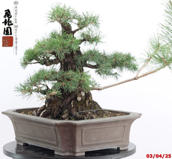 Pinus thunbergii - Image 10