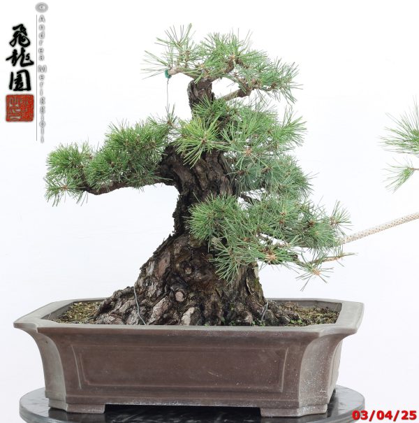 Pinus thunbergii - Image 11