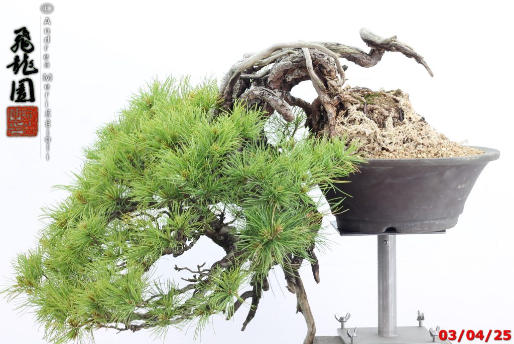 Pinus pentaphylla