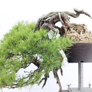 Pinus pentaphylla
