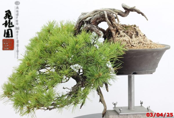 Pinus pentaphylla - Image 2