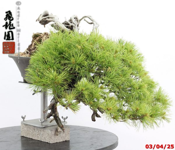 Pinus pentaphylla - Image 3