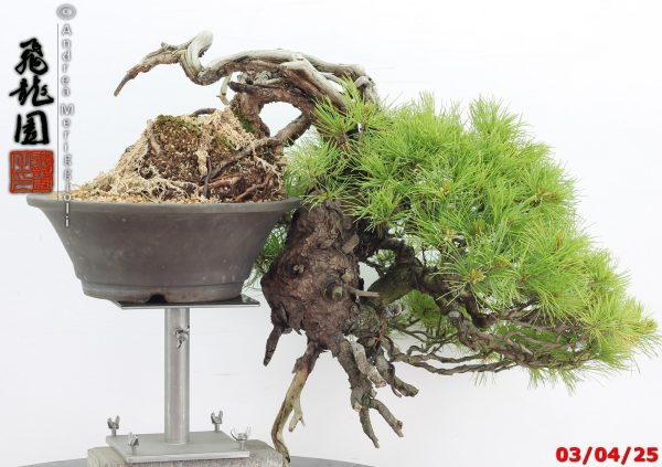 Pinus pentaphylla - Image 4