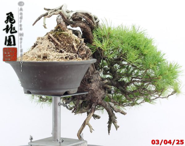Pinus pentaphylla - Image 6