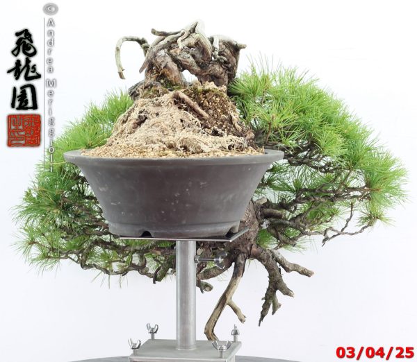Pinus pentaphylla - Image 7