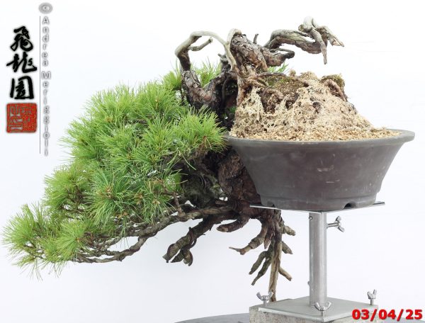 Pinus pentaphylla - Image 8
