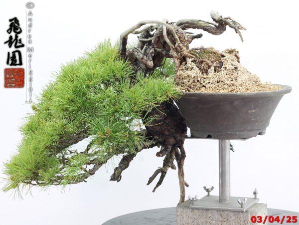 Pinus pentaphylla - Image 9
