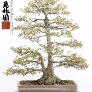 Acer buergerianum
