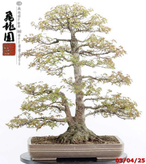 Acer buergerianum