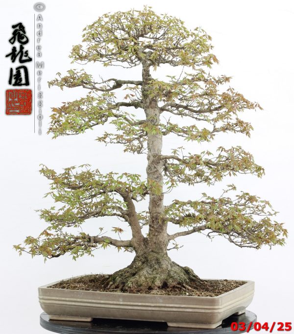 Acer buergerianum - Image 2