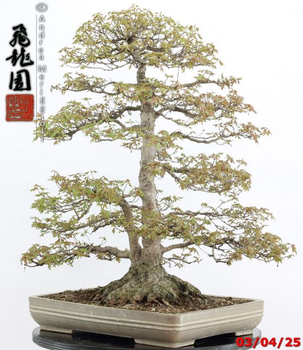 Acer buergerianum - Image 3