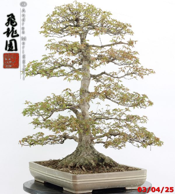 Acer buergerianum - Image 4