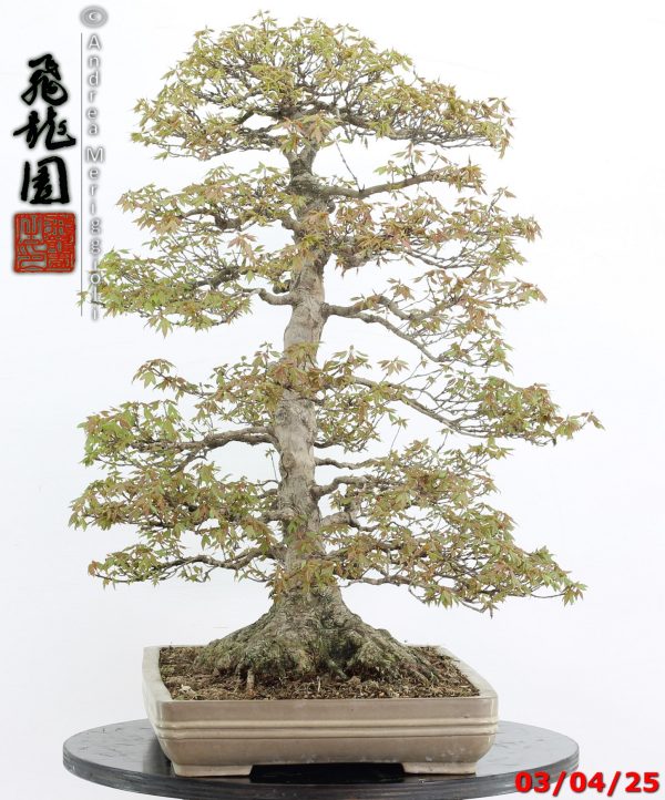 Acer buergerianum - Image 5