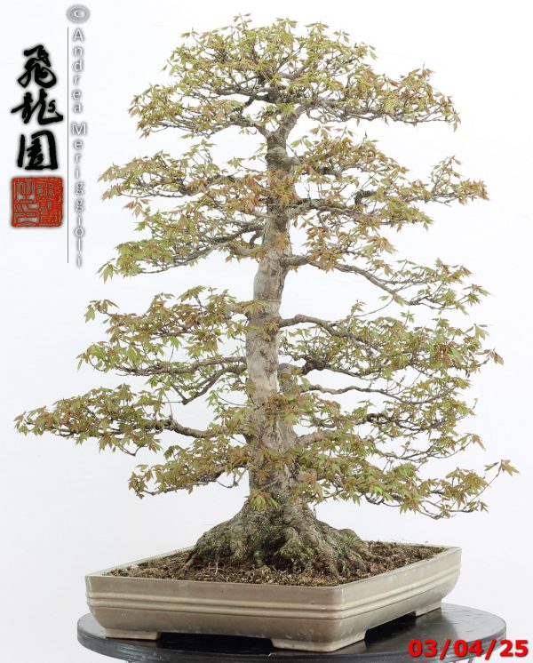 Acer buergerianum - Image 6