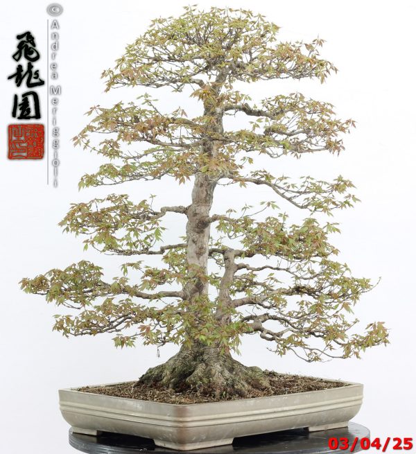 Acer buergerianum - Image 7