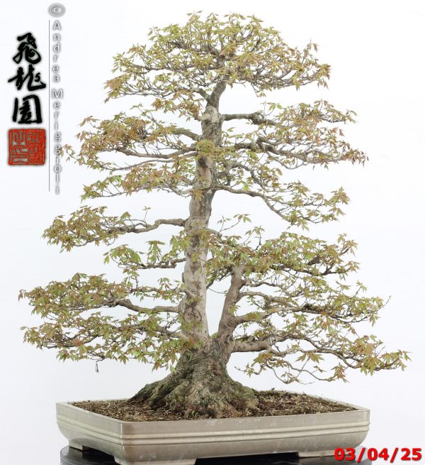 Acer buergerianum - Image 8