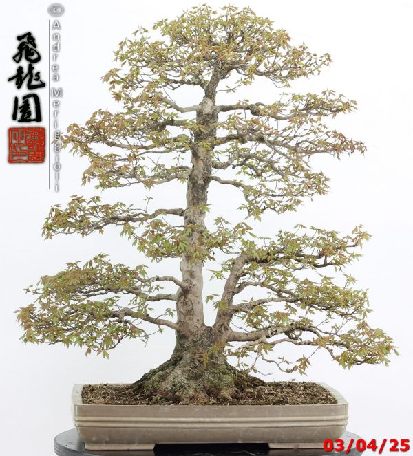 Acer buergerianum - Image 9