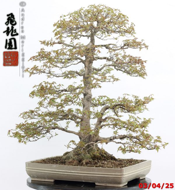 Acer buergerianum - Image 10