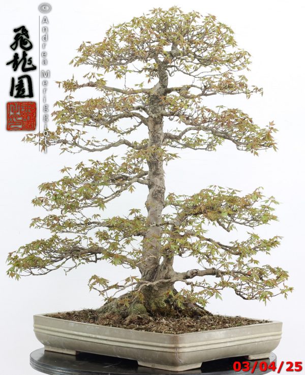 Acer buergerianum - Image 11