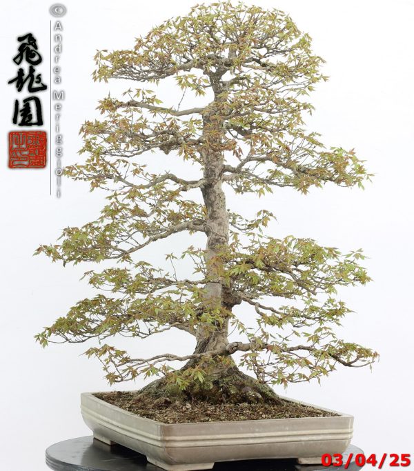 Acer buergerianum - Image 12