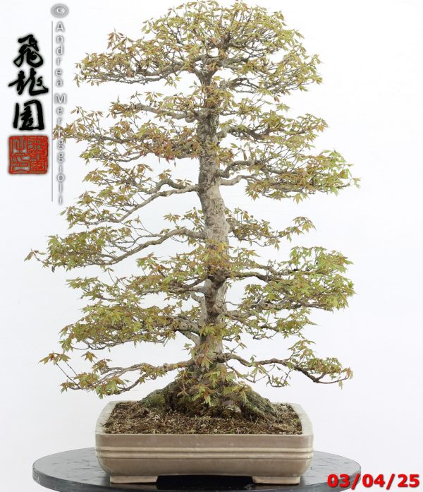 Acer buergerianum - Image 13