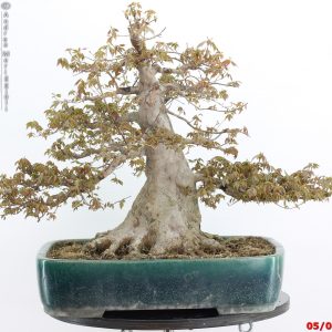 Acer buergerianum