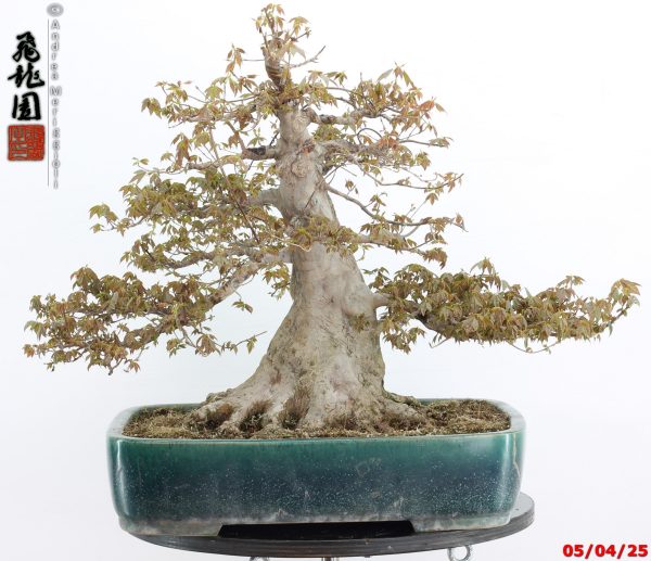 Acer buergerianum