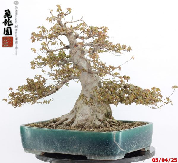 Acer buergerianum - Image 2