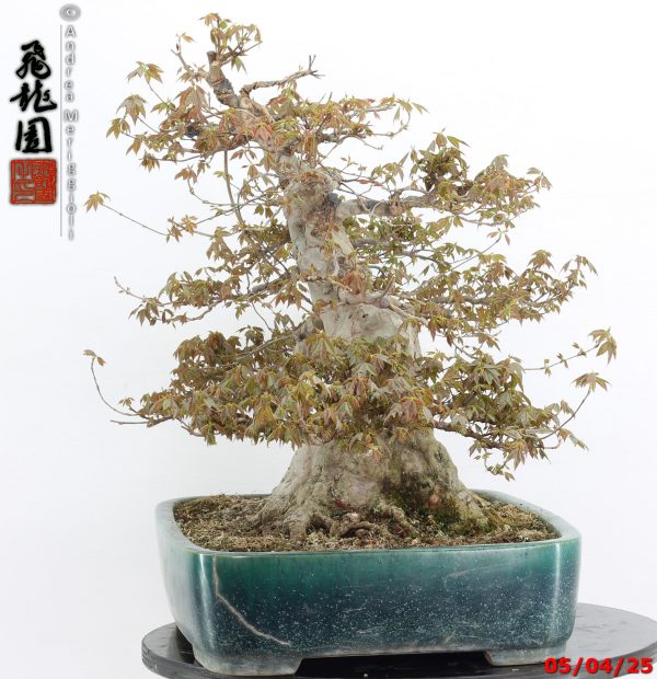 Acer buergerianum - Image 4