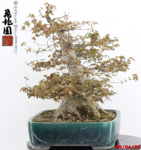 Acer buergerianum - Image 5