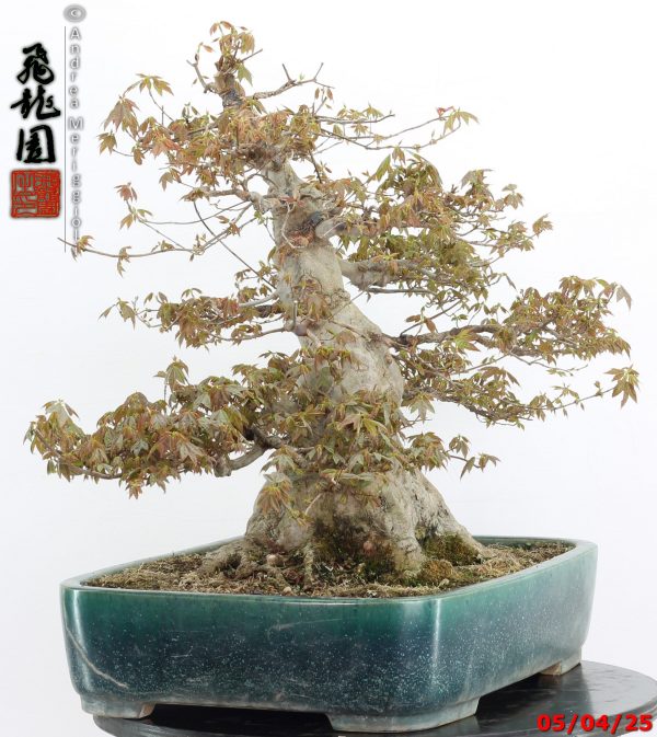 Acer buergerianum - Image 6