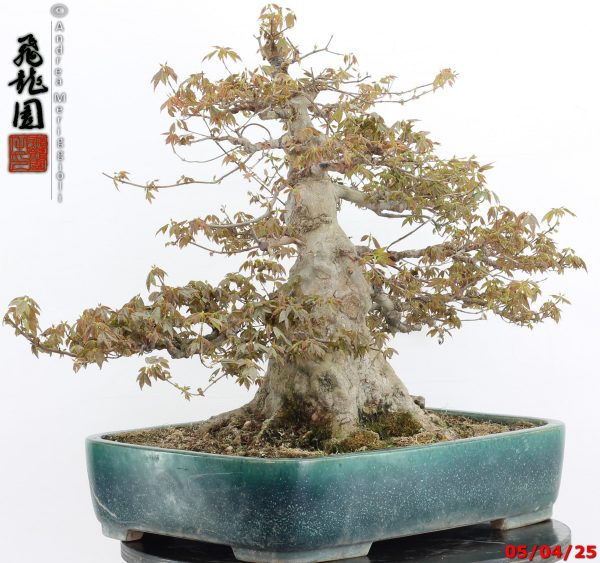Acer buergerianum - Image 7
