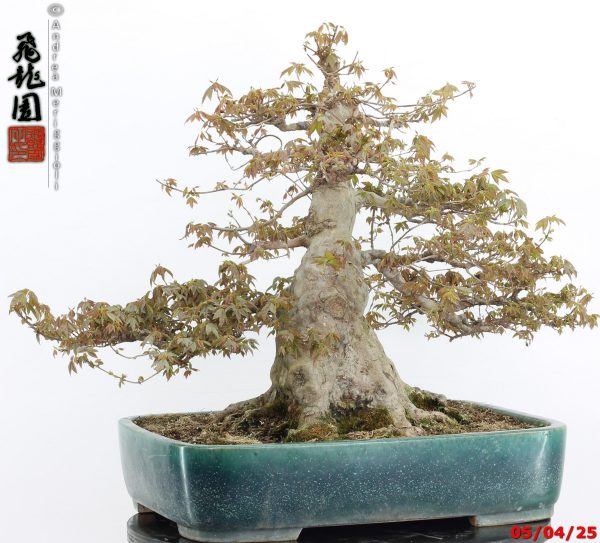 Acer buergerianum - Image 8