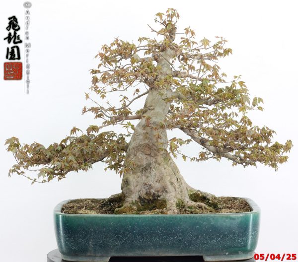 Acer buergerianum - Image 9