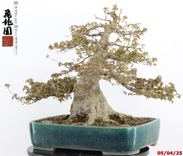 Acer buergerianum - Image 10