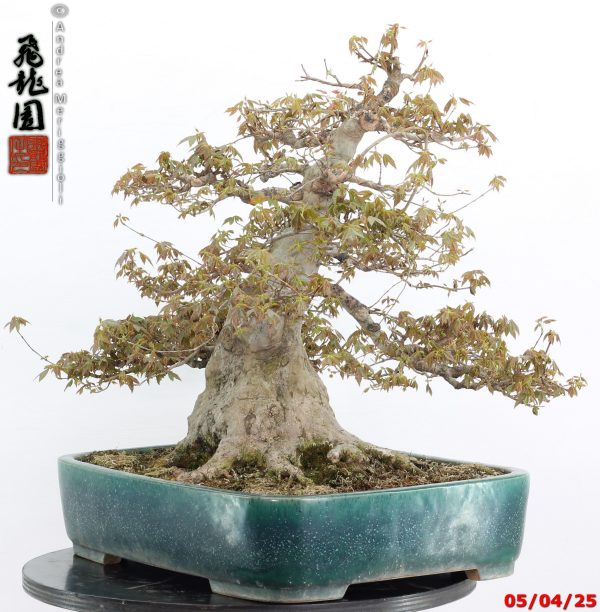 Acer buergerianum - Image 11