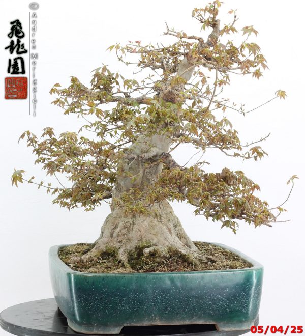Acer buergerianum - Image 12