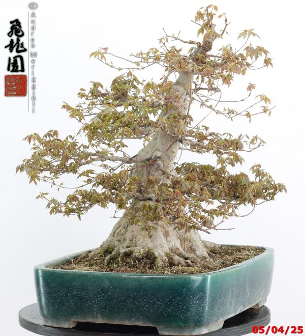 Acer buergerianum - Image 13