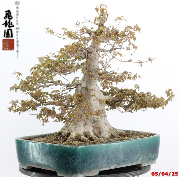 Acer buergerianum - Image 14