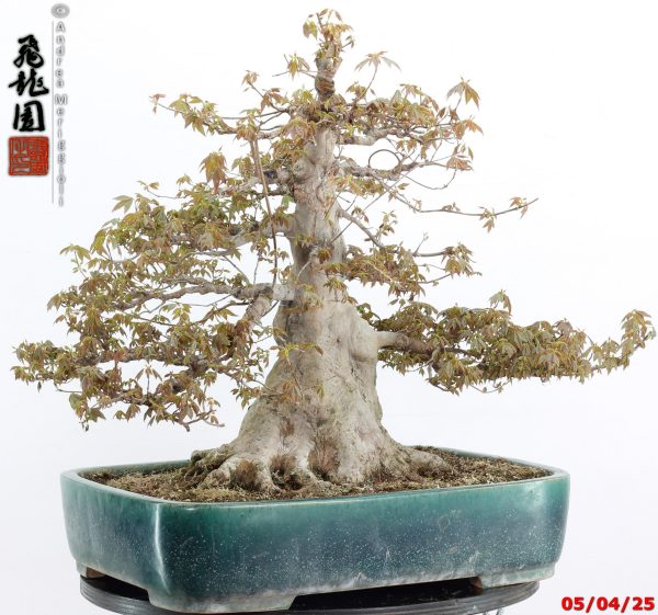 Acer buergerianum - Image 15